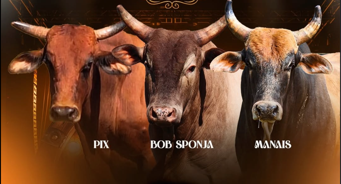 Festa do Peão de Taquaritinga | Copa Pepe rodeio Bulls | Taquaritinga-SP  - 24 a 26 de julho