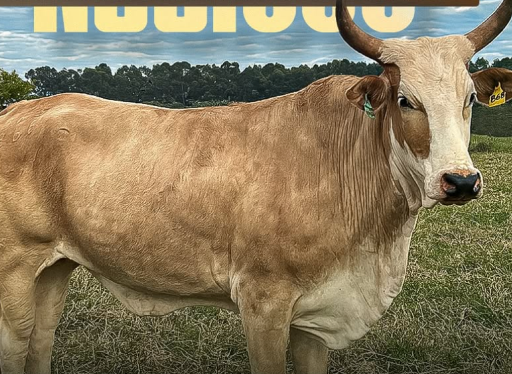 Doadora NUCI868, da renomada Cia California do Chiquinho Nucci.